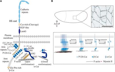 Planar Cell Polarity and E-Cadherin in Tissue-Scale Shape Changes in Drosophila Embryos